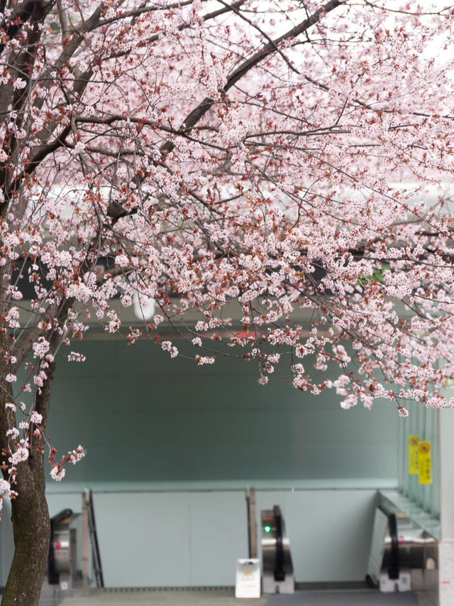 貴陽最美地鐵站🌸 紫葉李悄悄綻放啦