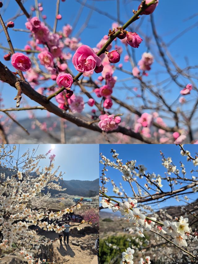 誤入韓漫裡的春日梅林！光陽梅花村