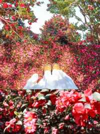 Discover the Beauty of Longmei and Chamei (Plum) Flowers in Jinhua