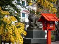 蔵前神社巡り⛩️｜東京のパリミモザ？