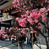 福冈 | 櫛田神社🌸 春日限定浪漫