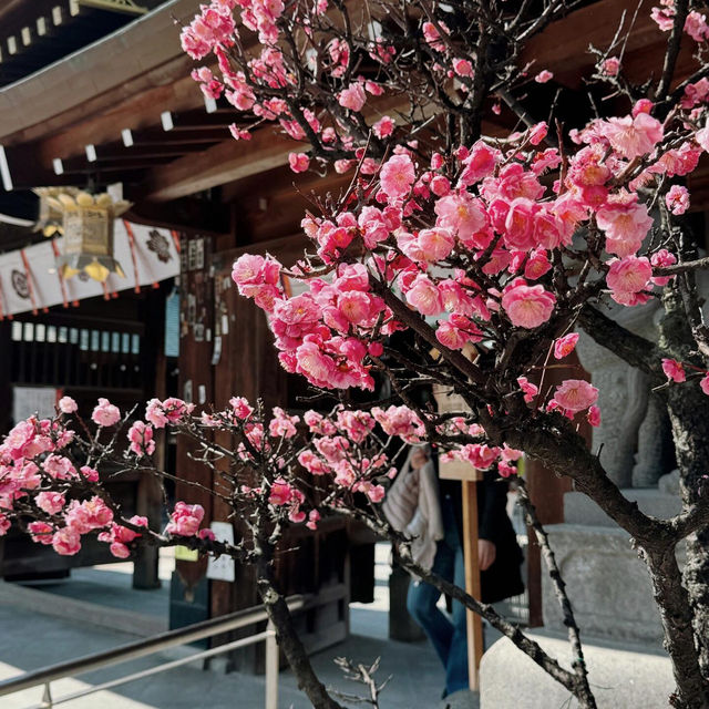 福冈 | 櫛田神社🌸 春日限定浪漫