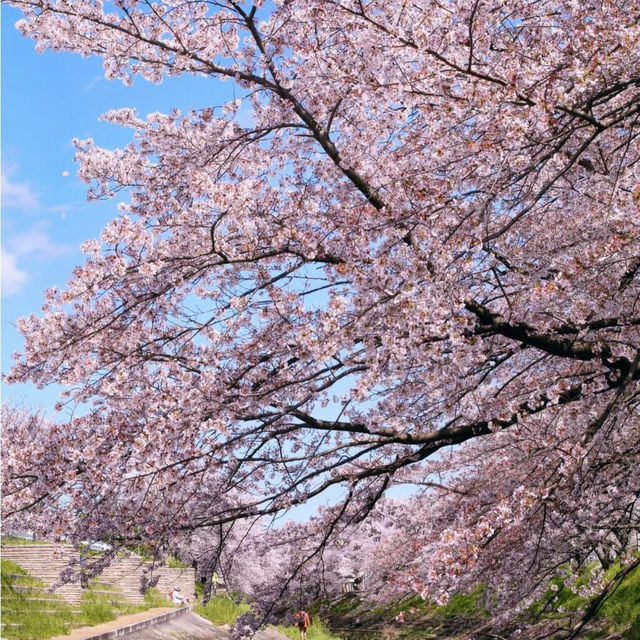 🌸2025日本關西賞櫻攻略 | 必去景點大揭秘！