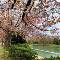 🌸札幌中島公園 | 春日必打卡嘅仙境🌸