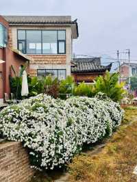 4日暢遊雲南羅平-普者黑 與櫻花共舞盡享春光
