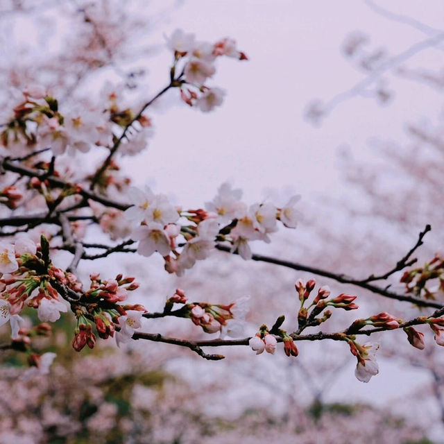 京都賞櫻🌸清水寺柯南同款打卡地‼️