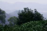 雨中上山探西湖茶園