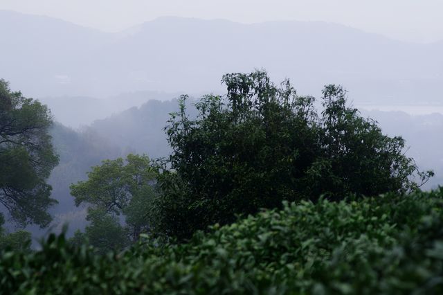 雨中上山探西湖茶園