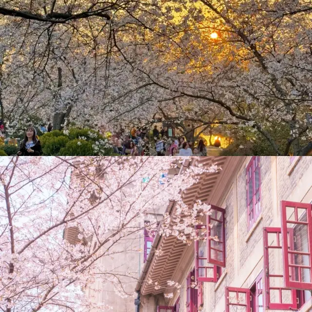 우한 3월 벚꽃 명소 추천!