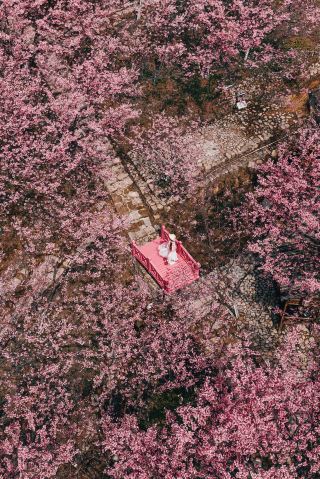 It would be a pity to miss the cherry blossoms here.