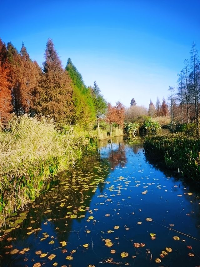 昆明周邊遊 | 滇池一角，寶豐濕地公園