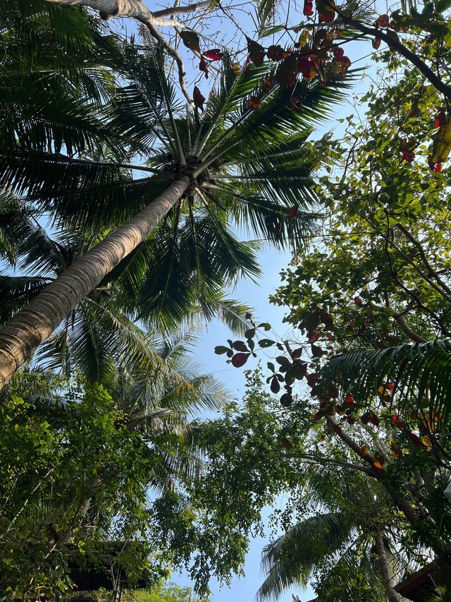 小長假去陵水超全攻略速速收藏