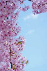 Discover the Cherry Blossom Sea in Kyoto with Direct Metro Access!