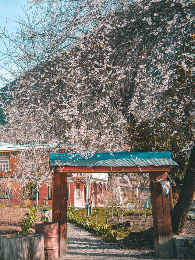 林芝桃花之旅｜來嘎瑪穿藏服釀桃花蜜