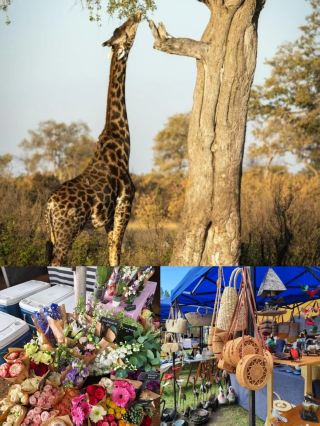 Harare for May Day: A Niche Paradise Awaits