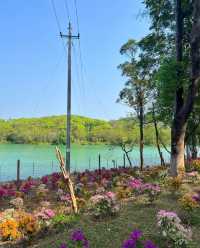 台山石花山公園，邂逅絕美春日治癒時光！