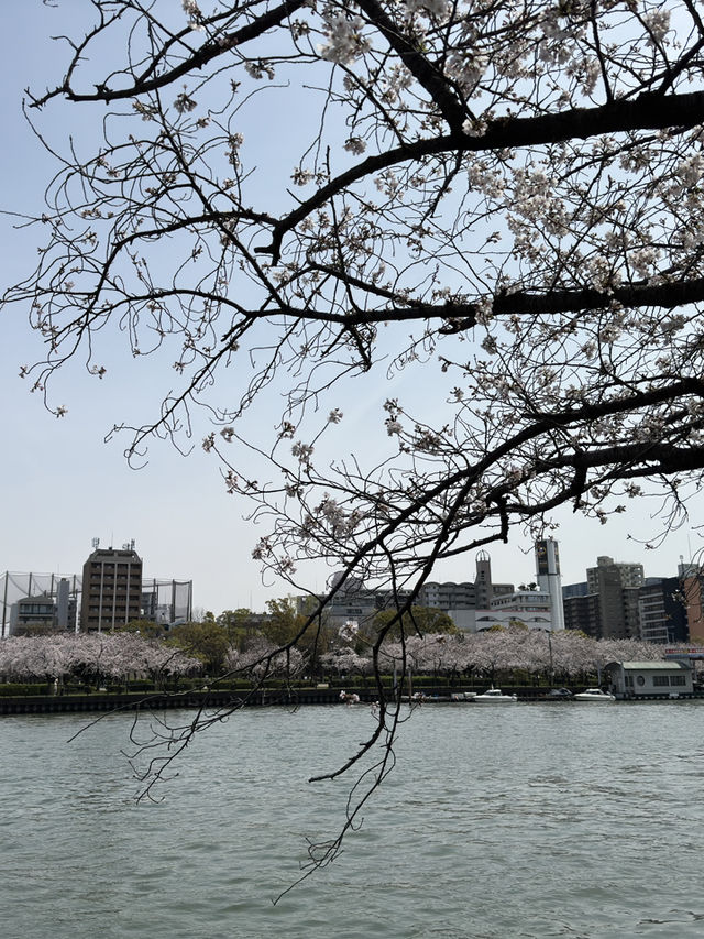 大阪午後櫻見：天滿橋與毛馬櫻之宮公園的河岸花宴🌸🌉