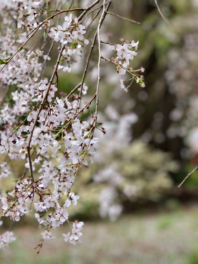 東京櫻花 六義園 滿開 櫻吹雪 3月28日