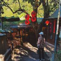 🌱貓空茶園 | 臺北最治癒的吸氧地