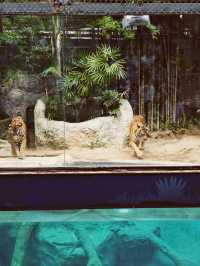 清邁夜間動物園丨遛娃好去處 動物愛好者友好 快去快去