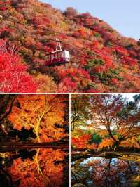 清明節日本6日遊玩攻略