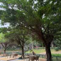 🍵深圳新晉擺爛聖地 | 筆架山公園茶館✨