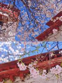 春季賞桃花圖鑑：拉薩行