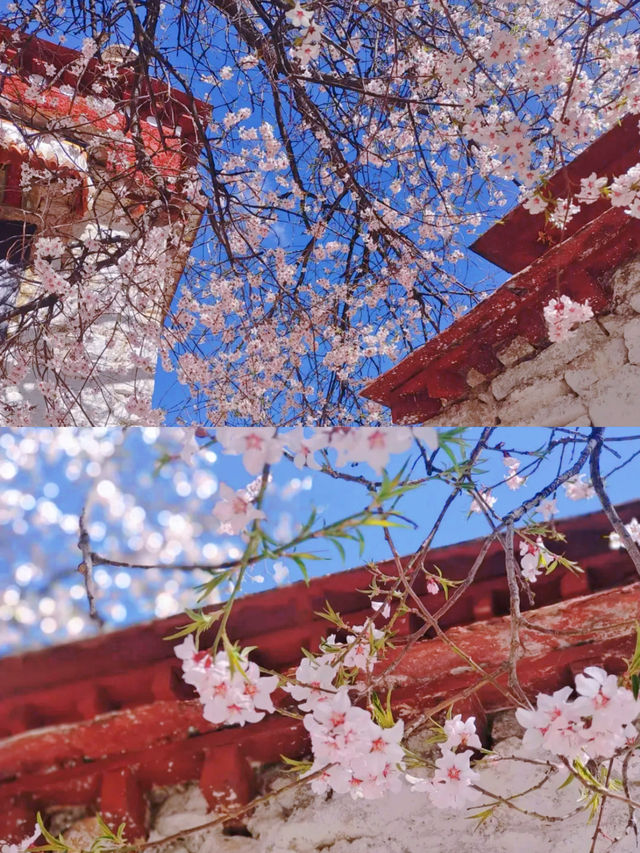 春季賞桃花圖鑑：拉薩行