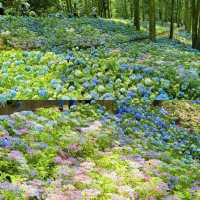 誤入莫奈花園！南京五一最佳旅行地