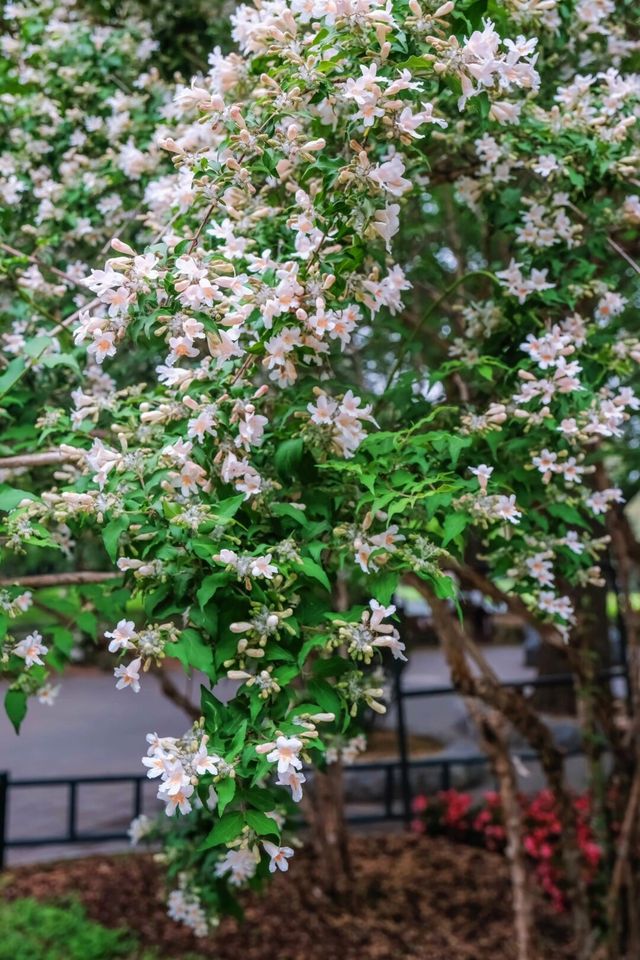 春雨限定 | 在紫竹院邂逅一場江南煙雨夢