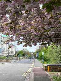 Nottingham in Cherry Blossom Season 🌸💫✨