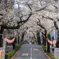 🌸東京櫻花季驚喜彩蛋！無意捕獲神仙愛情畫面
