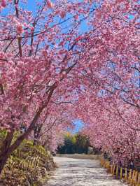 🌸新竹司馬庫斯 | 櫻花仙境大揭秘🌸