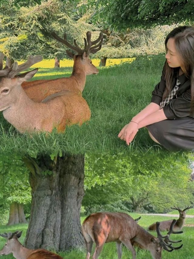 Wollaton Hall  - Gardens and Deer Park Nottingham🩶🤩