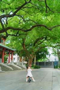 佛山真係好chill…願意去一萬次嘅生命力公園