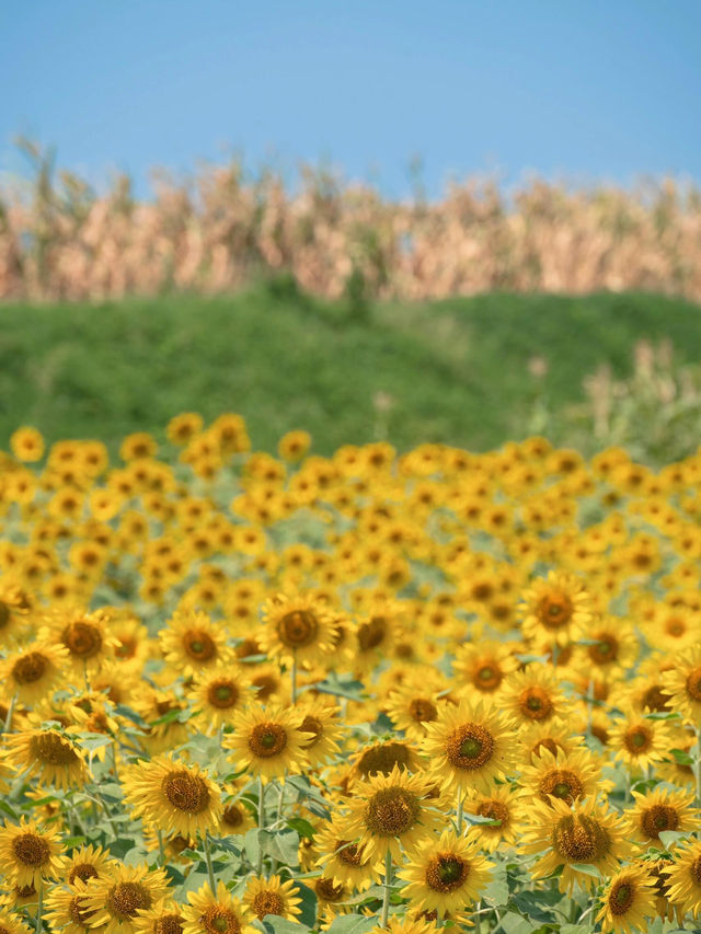 🌻成都隱藏美景！孤樹與熱鬧向日葵花海