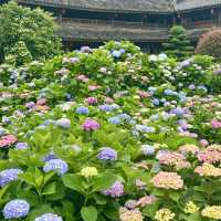 🌿【泰順筱村公社】繡球花花海實況🌸