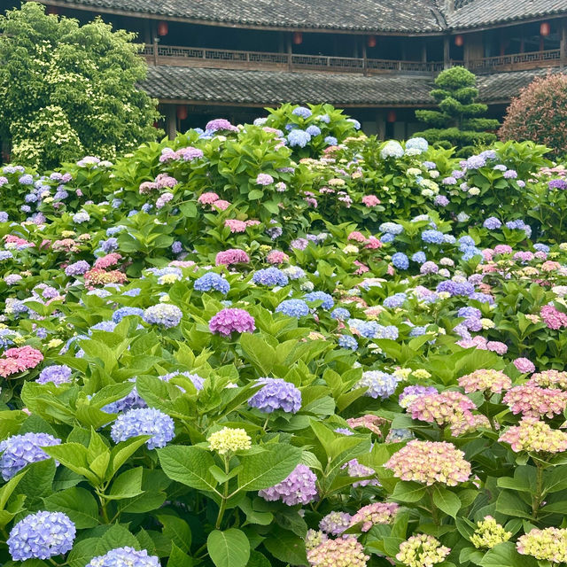 🌿【泰順筱村公社】繡球花花海實況🌸