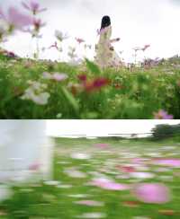 瓊海花海｜闖入花海秘境！