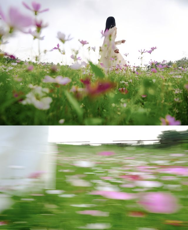 瓊海花海｜闖入花海秘境！