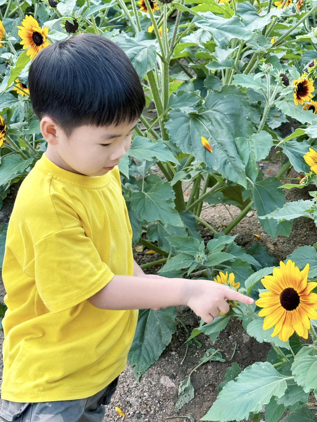 深圳福田的寶子們衝啊！🆕超近市中心的向日葵花海現身市民中心🌻不用遠赴郊區，地鐵直達就能擁抱整片金燦燦的浪漫！