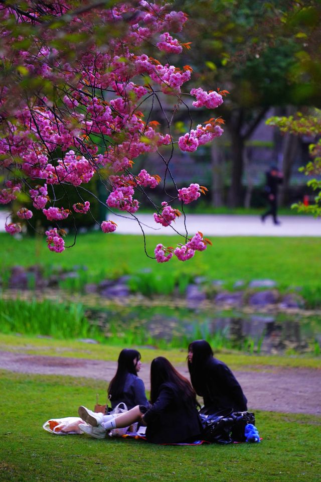 水鏡櫻魄：札幌中島公園朝暮行