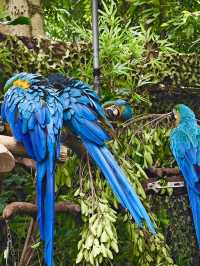 Guangzhou’s Wildlife Kingdom: Roam Free at Chimelong Safari Park