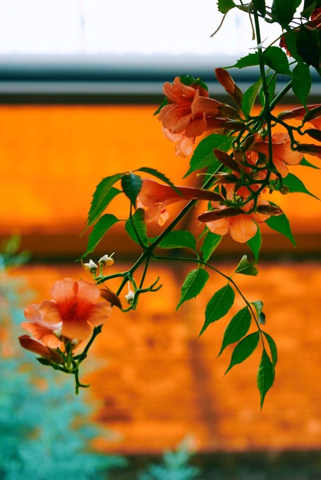 蘇州皇廢基凌霄花盛放