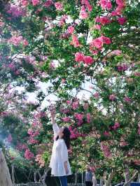 成都嘅紫薇花海靚到爆，人少免費