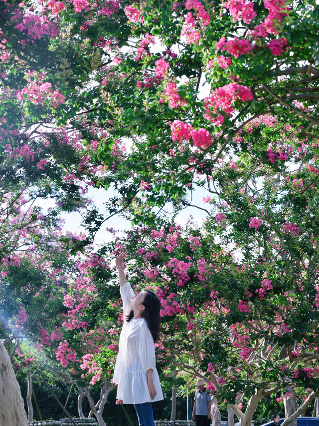 成都嘅紫薇花海靚到爆，人少免費