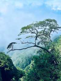 老君山遊玩指南！雲海、紅葉、道教聖地，一鍵解鎖人間天堂！