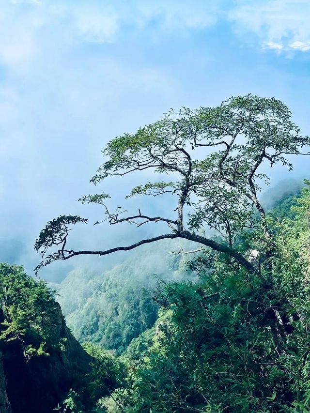 老君山遊玩指南！雲海、紅葉、道教聖地，一鍵解鎖人間天堂！