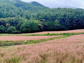 Japan's Hidden Floral Secret