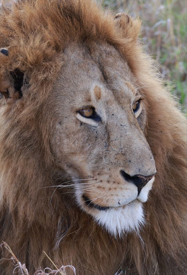 Incredible Safari and St Judes Experience